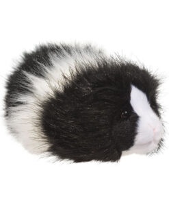 Douglas Angora Guinea Pig